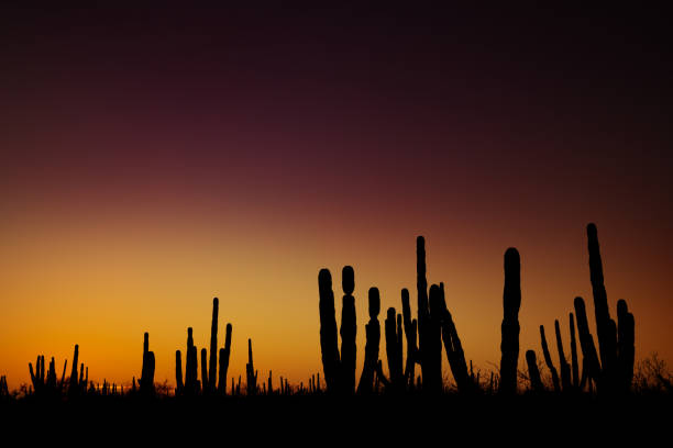 istock Sunrise at mexican desert 1211866243