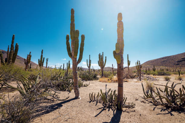 Désert mexicain avec des cactus et des succulents - Photo