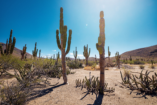 Mexican desert with cacti and succulents under heating sun, La Paz, Baja California, Mexico