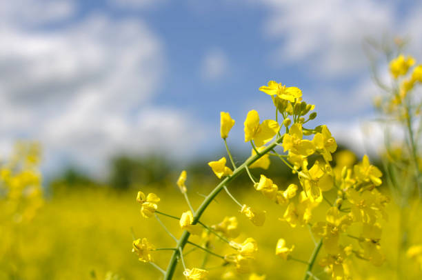 istock Yellow rapeseed flowers 1211868170