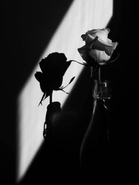 istock Black and white Beautiful flower rose white slihouette chadows 1211868192