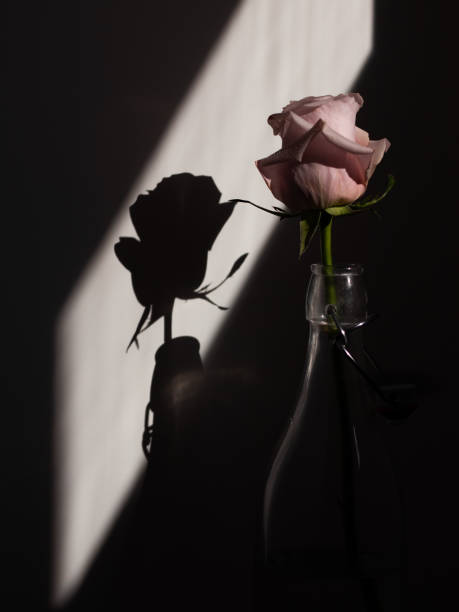 istock Beautiful flower rose white pink silhouette shadows 1211868211