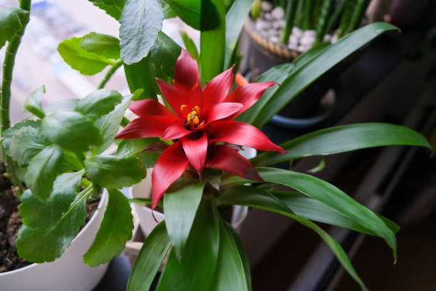 Potted houseplants on windowsill. Red flower of Bromelia Guzmania. bromeliad photos stock pictures, royalty-free photos & images