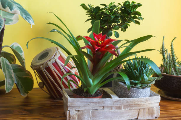 Potted plants. Potted houseplants in bright botany interior with yellow walls. Spring home decor. bromeliad photos stock pictures, royalty-free photos & images