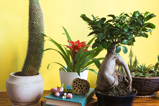 Potted plants on wooden table. Spring interior with yellow walls. Cozy home decor.