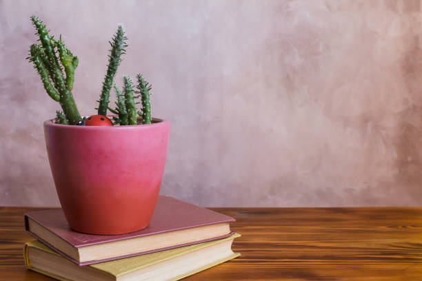 Cactus in pot and books on wooden table. Copy space.