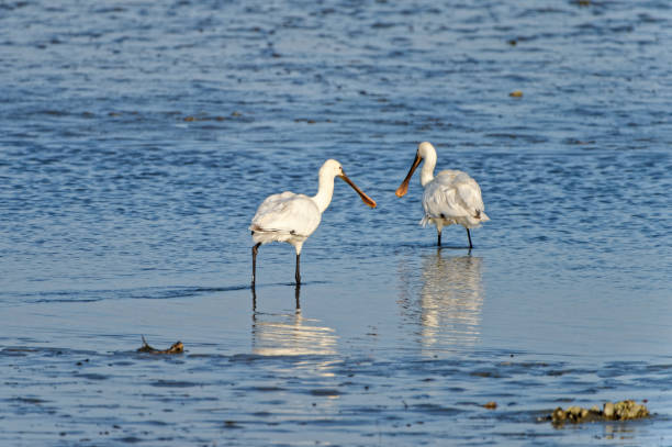 istock common spoonbill feeding on mudflat, Fukuoka, Japan 1211869310