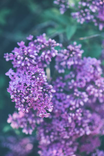 istock Blooming violet lilac branch background 1211869450