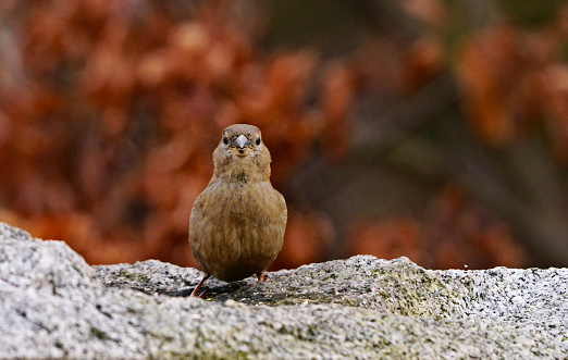 Humble and common House sparrow, a female bird, standing on stone surface in winter