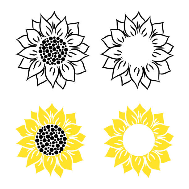 Sunflower vector illustration on a white background. Sunflower vector illustration on a white background. Flower head flat style silhouette. orange sunflower stock illustrations