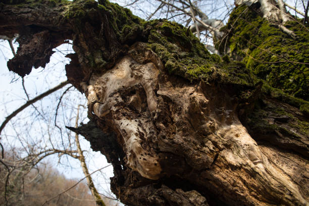 istock tree with moss on roots in a green forest or moss on tree trunk. Tree bark with green moss. Azerbaijan nature. 1211874654