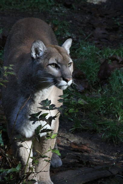 istock Portraits of a cougar 1211874738