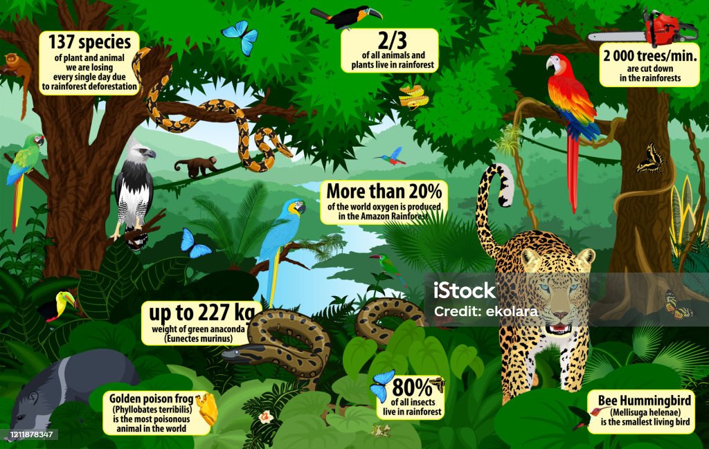 Vector Rainforest Infographic With Animals Illustration Green Tropical  Forest Jungle With Parrots Jaguar Boa Peccary Harpy Monkey Frog Toucan  Anaconda And Butterflies Stock Illustration - Download Image Now - iStock