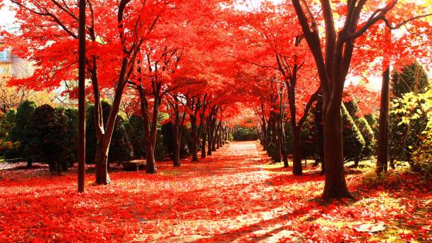 晩秋の輝き - autumn leaf japanese maple red ストックフォトと画像