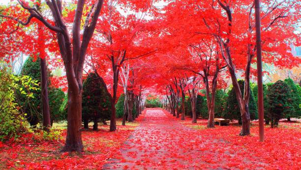 istock Late autumn glow 1211879261