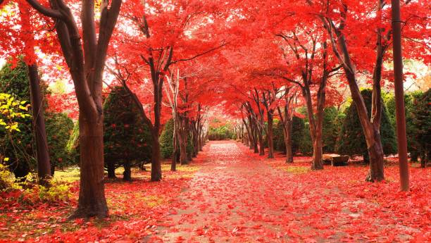 istock Late autumn glow 1211879269