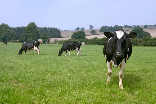 istock Holstein cows grazing grass on a farm in the UK 1211883599