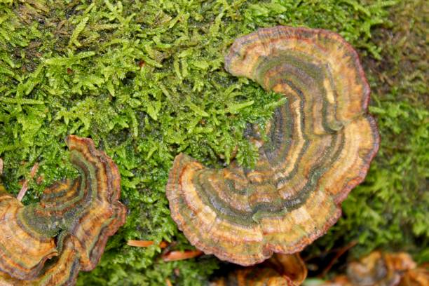 istock Turkey Tail Fungus 1211883656