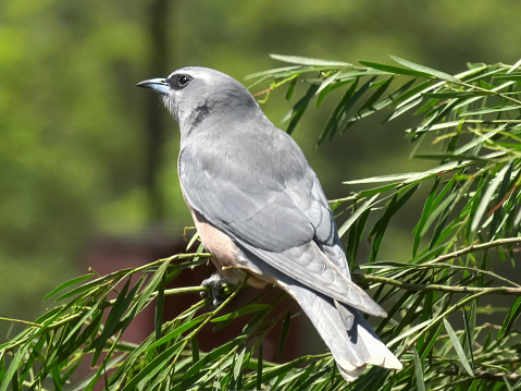 close up of a white browed woodswallow perched on a branch at a bird park in new south wales, australia