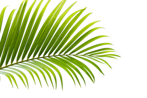 istock green leaves for background and wallpaper 1211886561