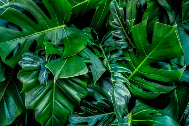 istock green leaves for background and wallpaper 1211886582