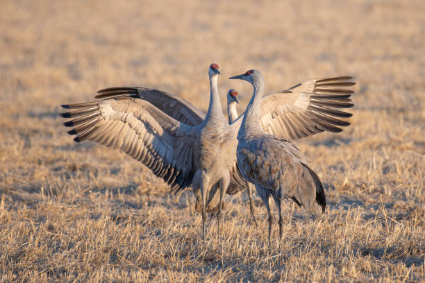 istock Sandhill cranes dancing migration through central Colorado at Monte Vista Wildlife Refuge 1211886607