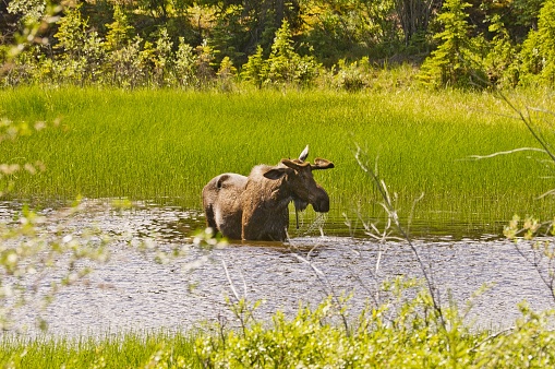 A moose eating in a pond along the side of the Alaska Highway in the Yukon, Canada.