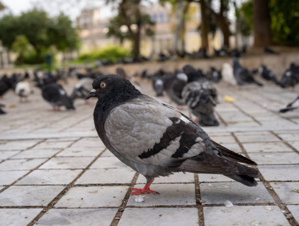 istock Close up of pigeon 1211887576