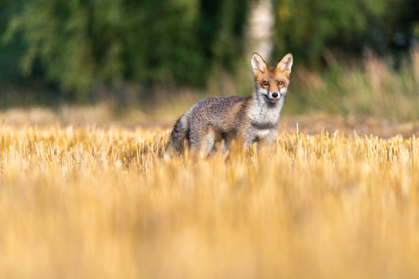 istock Fox on the field and looking around 1211889685