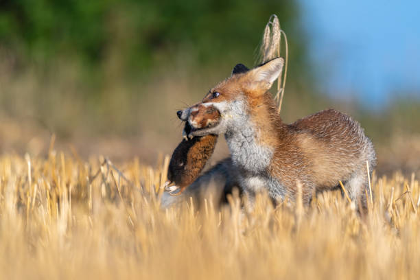 istock The fox holds a hamster in its mouth as its prey 1211889701