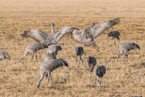 istock Sandhill crane doing mating dance during migration through central Colorado at Monte Vista Wildlife Refuge 1211890893