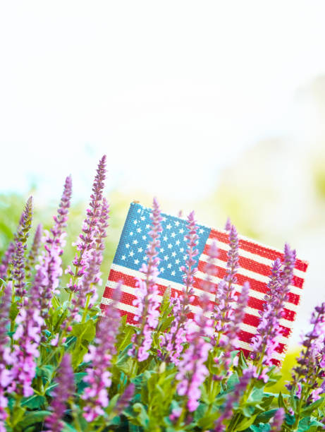 istock Pink salvia plants with defocused American flag 1211893459
