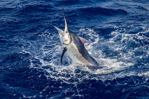 A beautiful full of colour black marlin on the leader boat side.