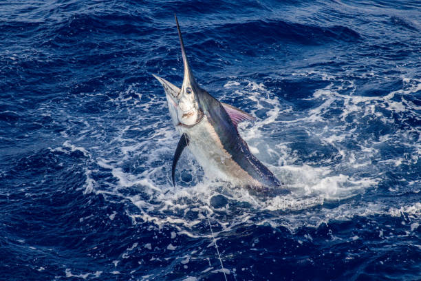 Beautiful black marlin A beautiful full of colour black marlin on the leader boat side. big game fishing stock pictures, royalty-free photos & images