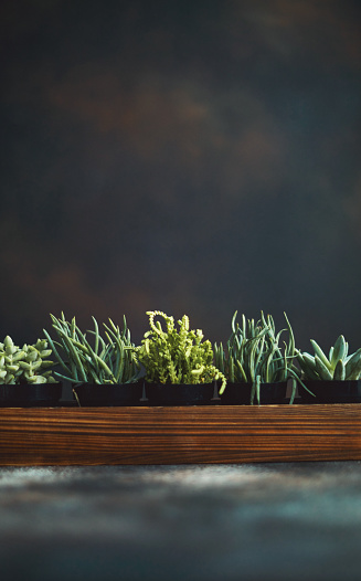 Background with a collection of potted succulents in wooden crate