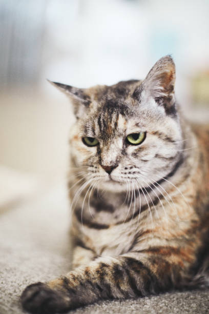 istock Tabby adult cat relaxing on carpet with grumpy expression 1211895189