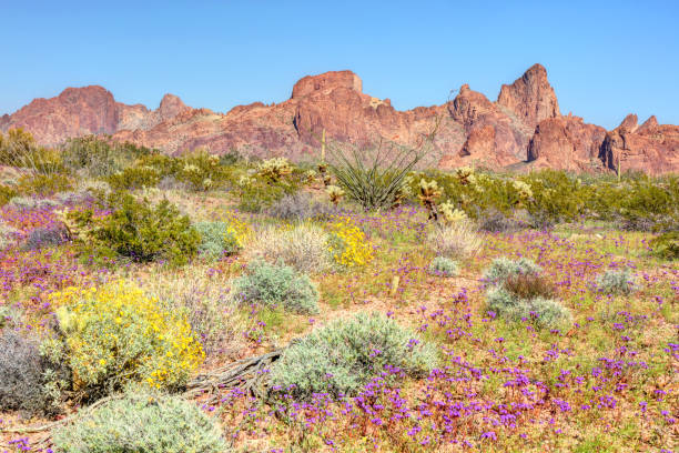 istock Springtime Wildflowers in the Kofa Mountains 1211896035