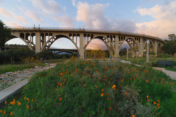 The Reginald Desiderio park and the Colorado Street bridge in Pasadena. The foreground consists mostly of seasonal California golden poppies.