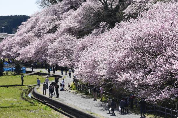 istock Cherry Blossoms in Full Bloom 1211899878