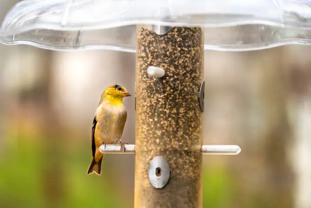 Small yellow American goldfinch at bird feeder eating seed