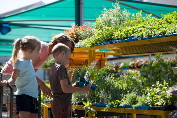 istock Choosing vegetable seedlings for our vegetable garden 1211900949