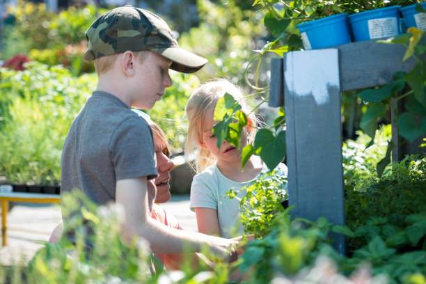 istock Choosing vegetable plants for our vegetable garden 1211900954