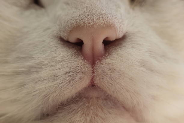 istock portrait of a white fluffy cat close-up 1211903043