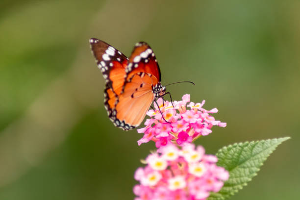 istock butterfly with lantana flowers 1211911588