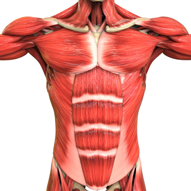 istock Human Body Muscular System Anatomy 1211911637
