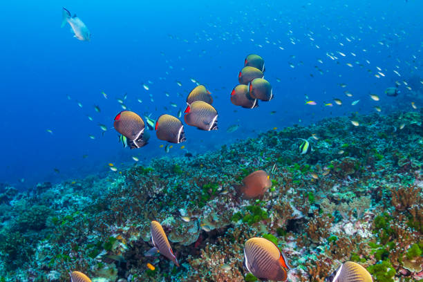 熱帯サンゴ礁の赤尾バタフライフィッシュの学校 - beauty in nature coral angelfish fish ストックフォトと画像