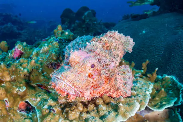 Bearded Scorpionfish on a tropical coral reef