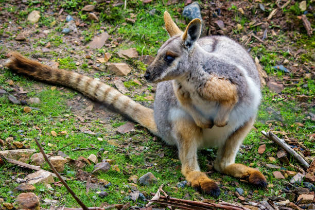 There are two sub-species of Yellow-footed Rock–wallabies. Petrogale xanthopos xanthopos inhabit the dry, semi-arid rocky regions of South Australia’s Flinders, Gawler and Willouran Ranges and the Olary Hills. Small, isolated populations can also be found in western New South Wales. Petrogale xanthopos celeris occurs in Queensland.