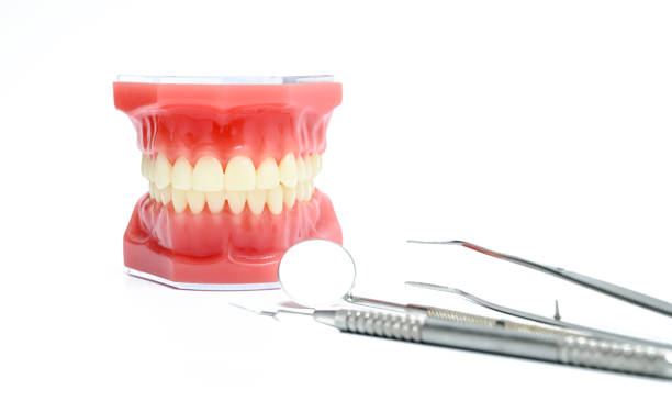 istock Dental model and dental instruments 1211917012