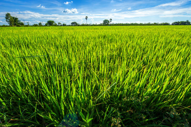 istock Beautiful green cornfield with fluffy clouds sky background. 1211918597